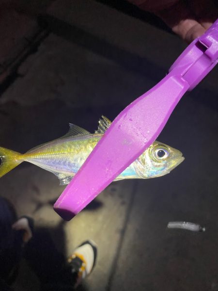 大阪湾奥アジング　初ベイトアジング