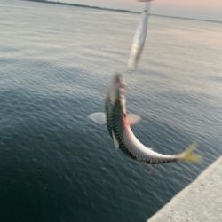 魚釣り園人多すぎ
