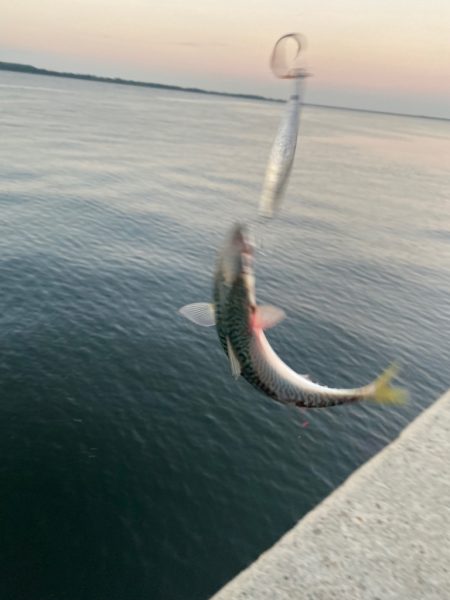 魚釣り園人多すぎ