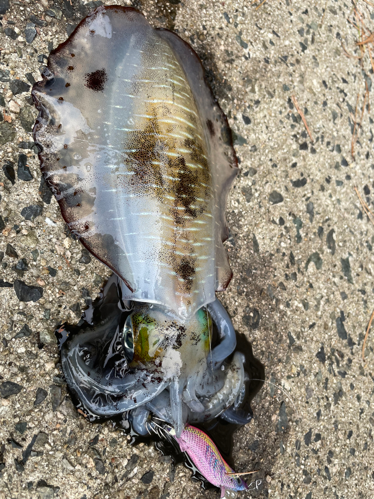 ラインのあたりは至福の時