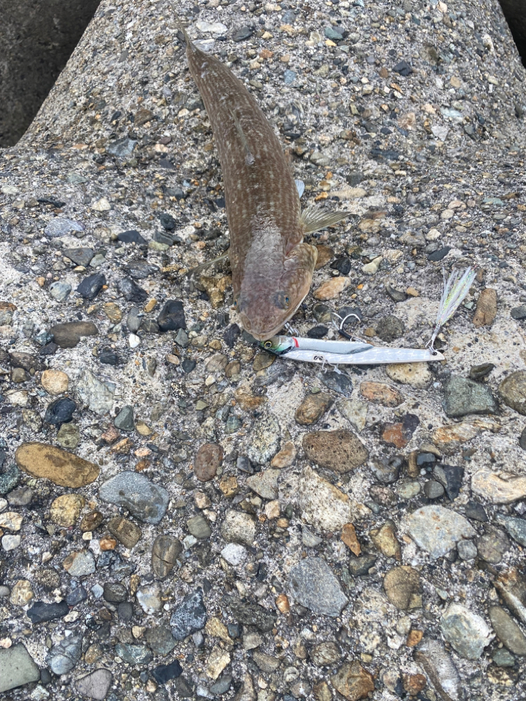 大潮は渋いのか?