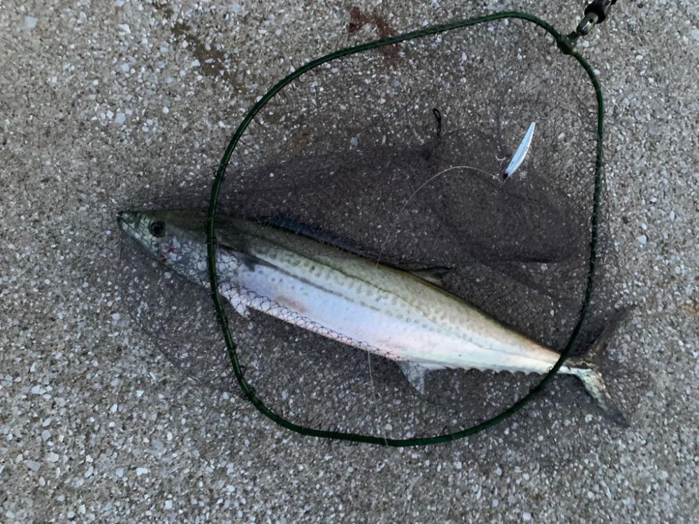 今週も、今期初物サワラ!