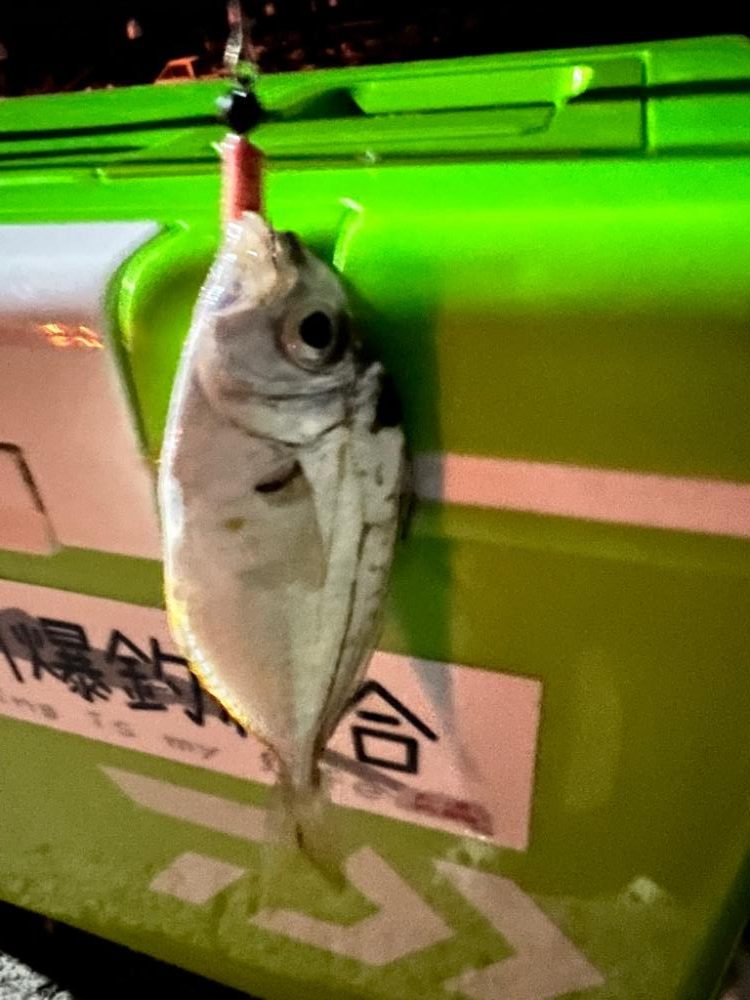 アジは何処へ？