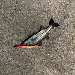 見えてはいるのに