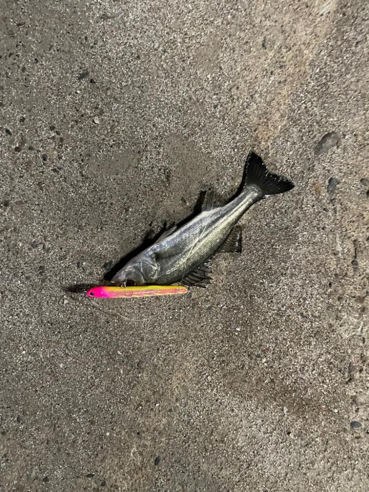 見えてはいるのに