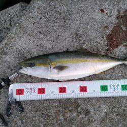 ライトショアジギング