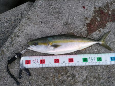 ライトショアジギング