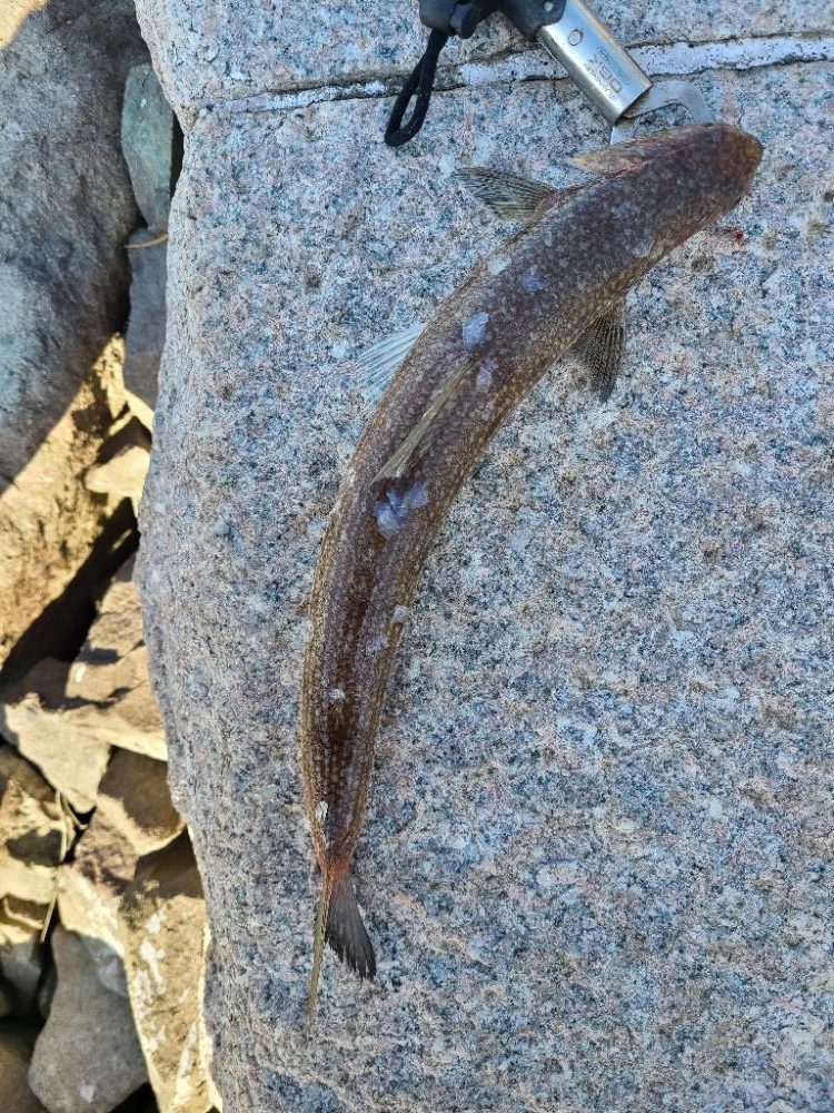 いまいちでした