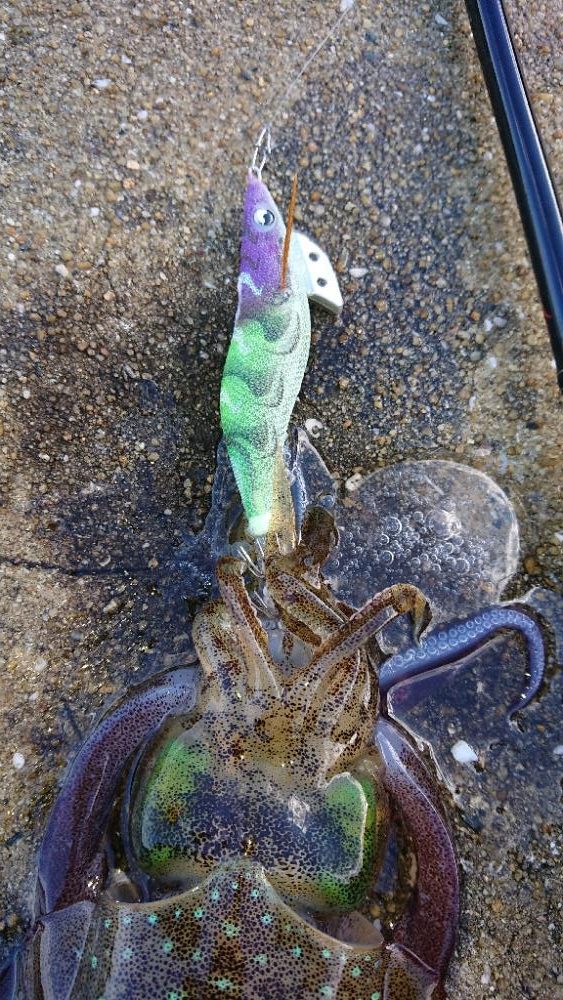 対馬エギング釣果