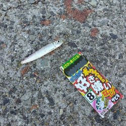 武庫川一文字で飲ませ釣りす