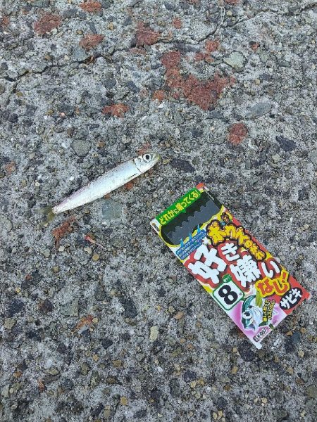 武庫川一文字で飲ませ釣りす