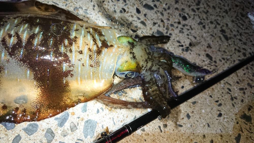 対馬エギング釣果