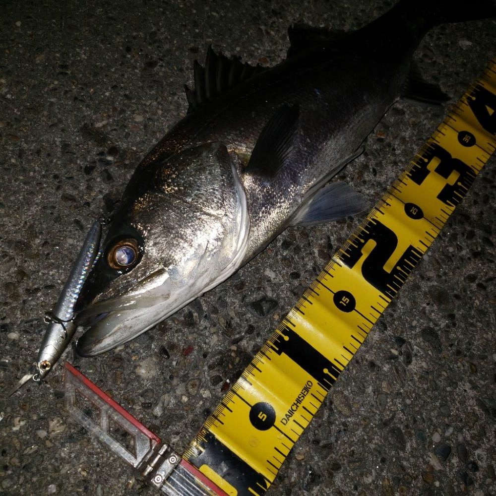 スズキさん今晩は！