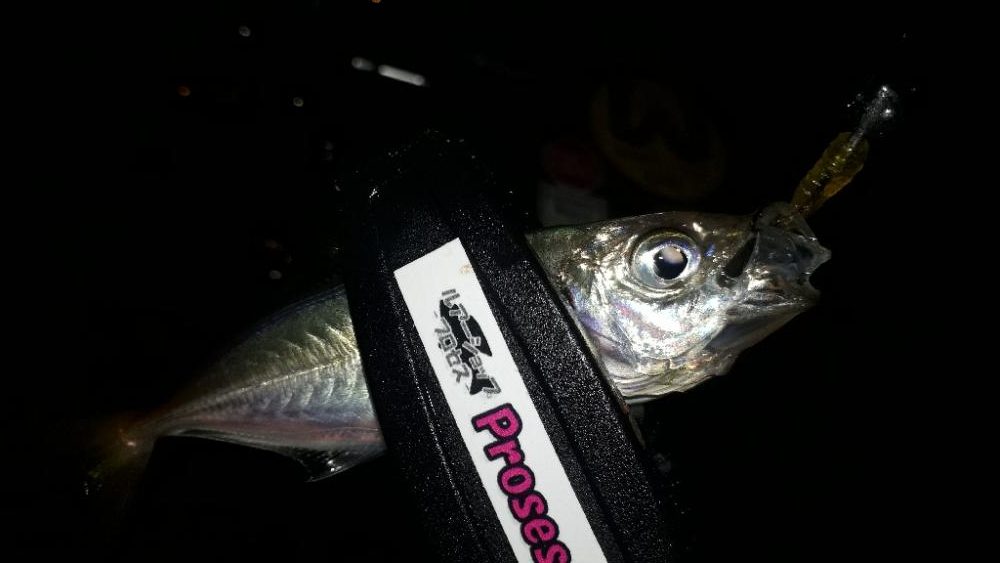 豆アジの成長を確認