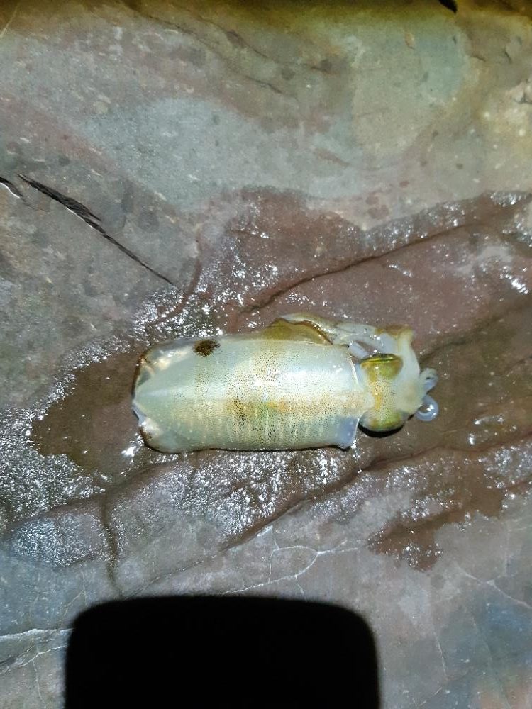 少しサイズアップる