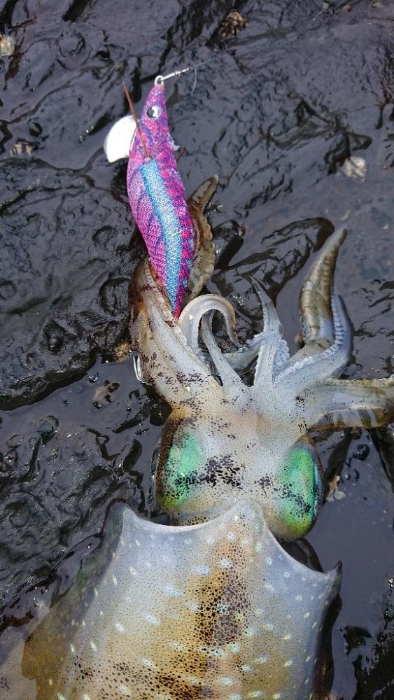 対馬エギング釣果