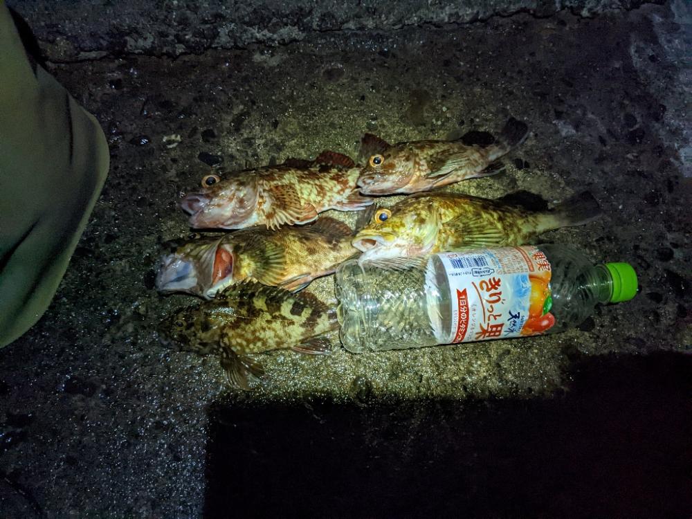 良型ガッシー👍