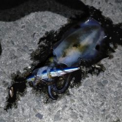 ショアジギング修行