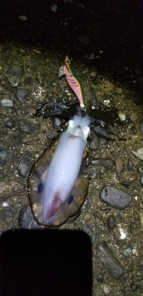 タチウオ・イカ 効率よく満足の釣り