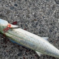 牙族がよくなっています