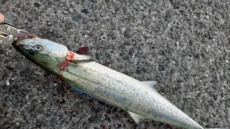 牙族がよくなっています