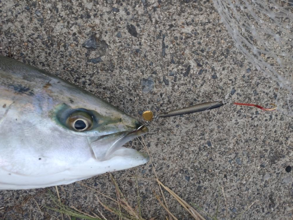 爆風の中でのショアジギング