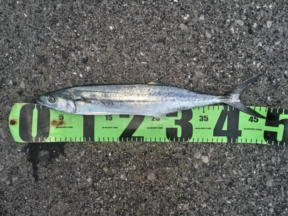 家族で五目釣りす