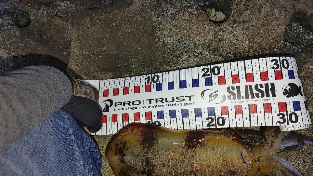 アオリイカ　グレ