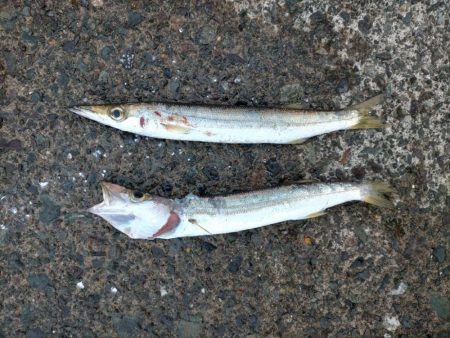 サバフグとカマス