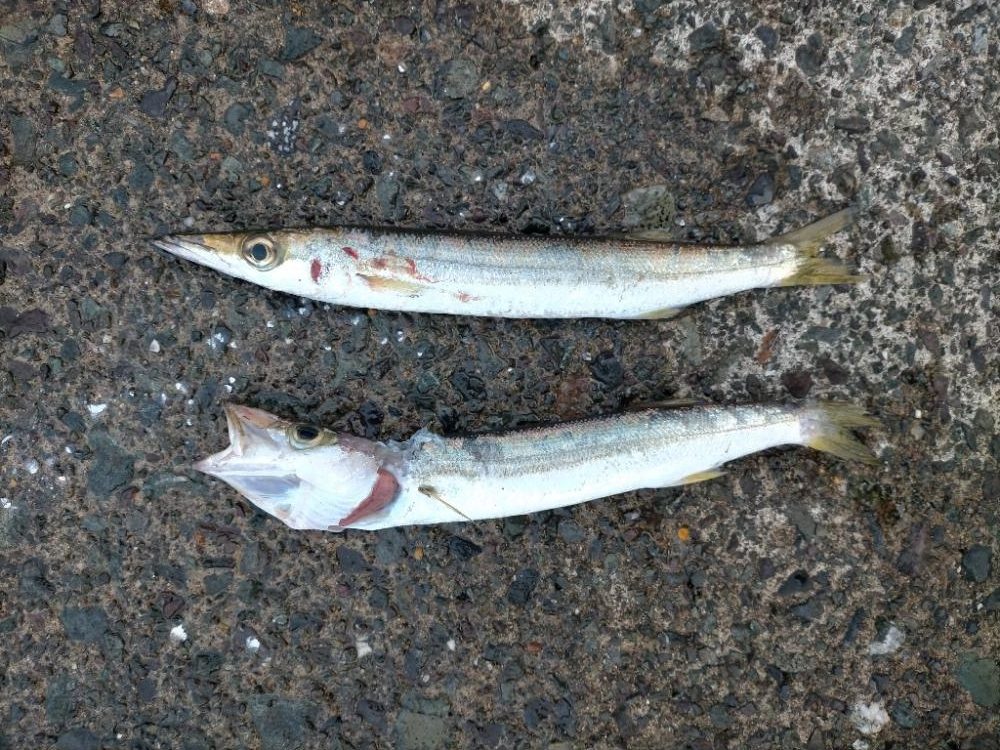 サバフグとカマス