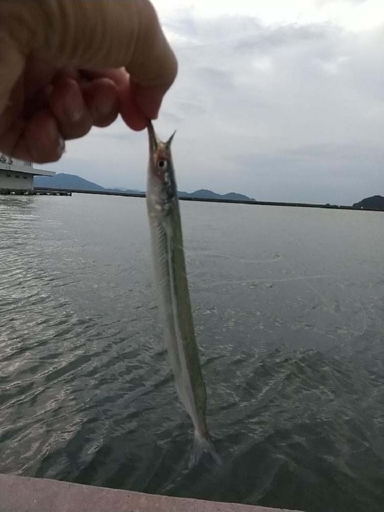 サヨリリベンジ