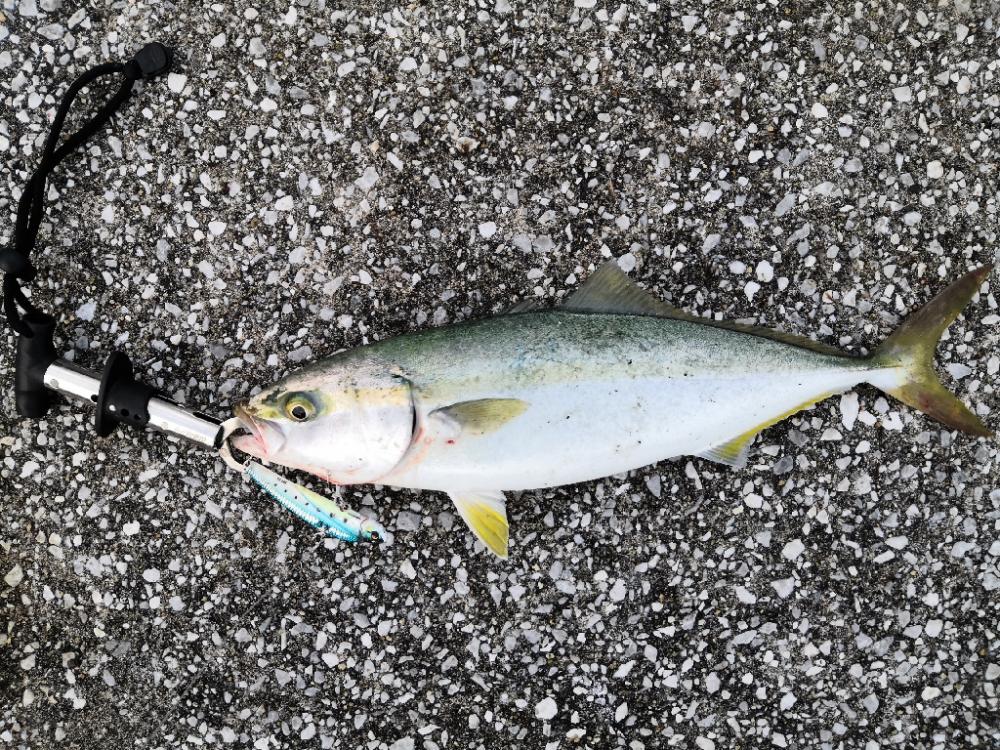 ショアジギングでハマチ