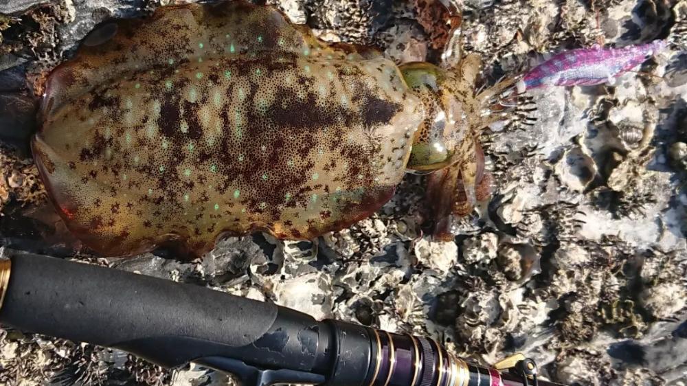 対馬エギング釣果