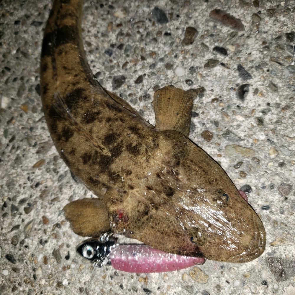 おはようマゴチさん！く