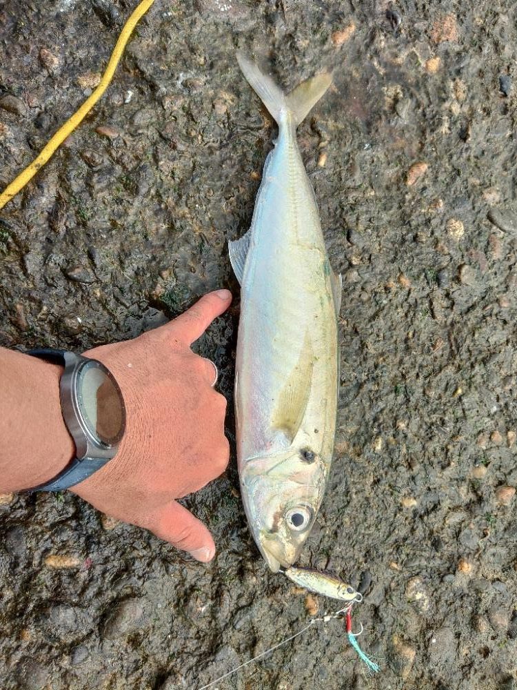 久しぶりにホームで爆釣♪