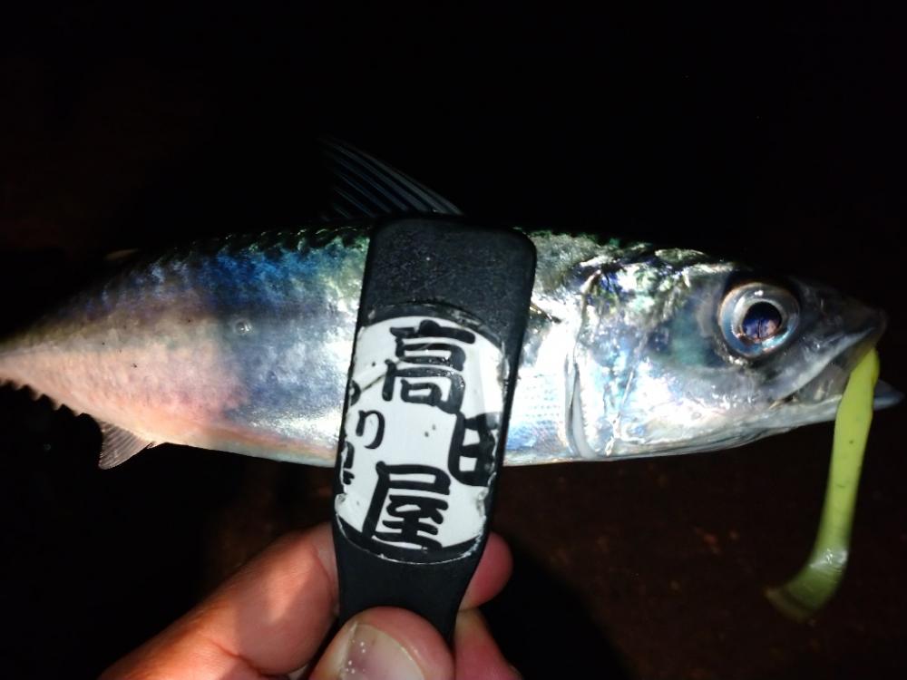 淡路で尺チャレンジ