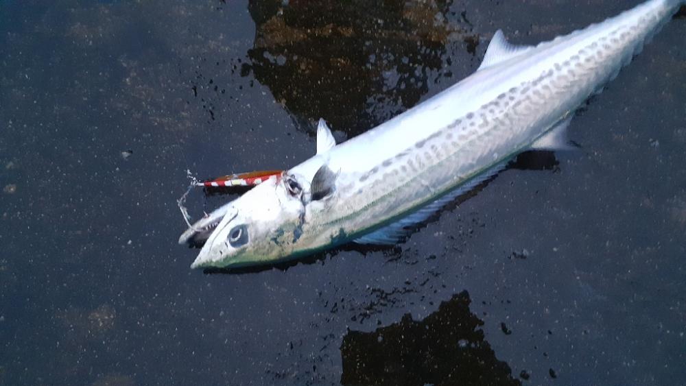 キャンプにつき遠征しました！