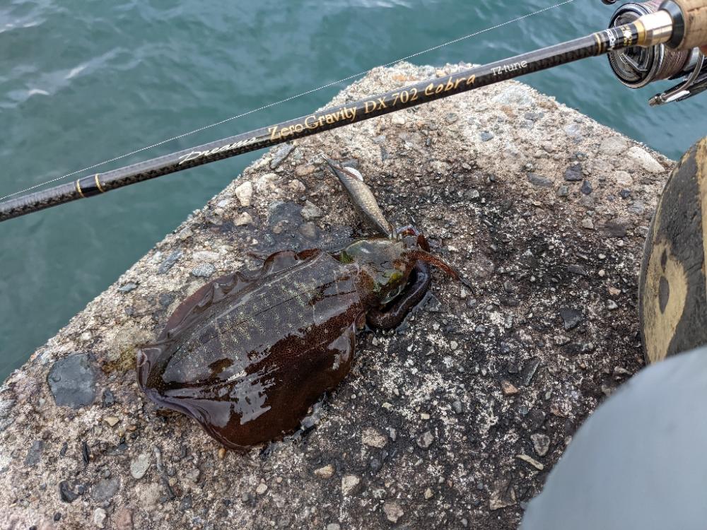 アオリ17杯、数出にくくなりました(・x・*)