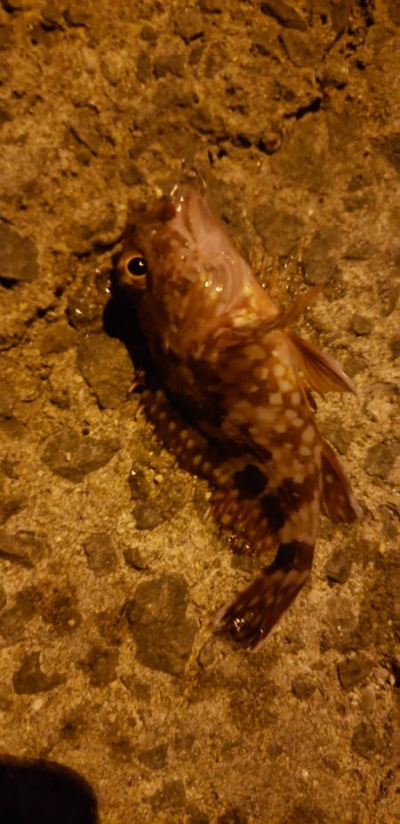 アジ探し@小島周辺