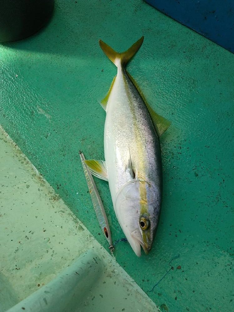 明石の青物ジギング