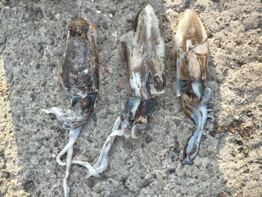 ランガンしてポツポツ