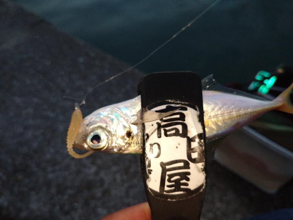 豆アジばかり😫