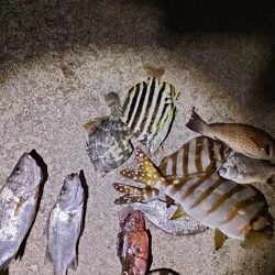 10/6釣果　タカノハダイ連発