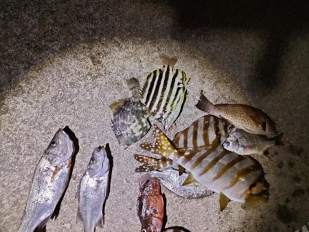 10/6釣果　タカノハダイ連発