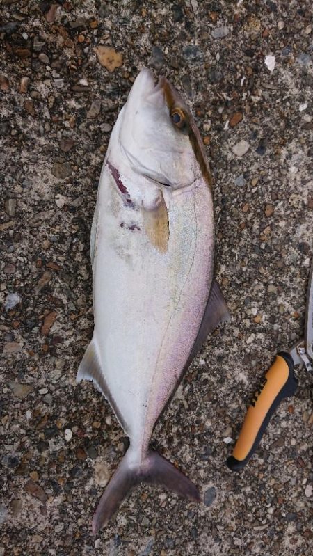 2022播磨遠征初回