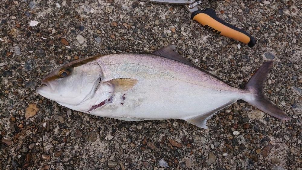 2022播磨遠征初回