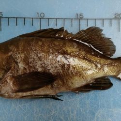 林崎漁港でメバル25cm、、、までちょっと…