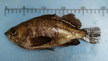 林崎漁港でメバル25cm、、、までちょっと…