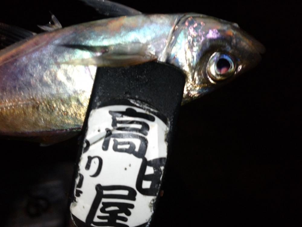 姫路でアジング