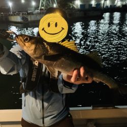 横浜エリア運河にて60upシーバス